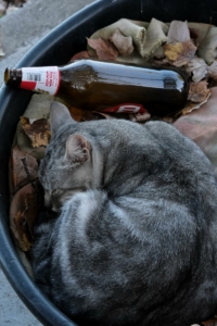 Caffarelli Ivo - Roxy Bar - più correttamente vita spericolata, perché sappiamo tutti che la vita dei felini di strada presenta delle insidie, che si riescono ad affrontare meglio con un sano di stordimento alcolico.